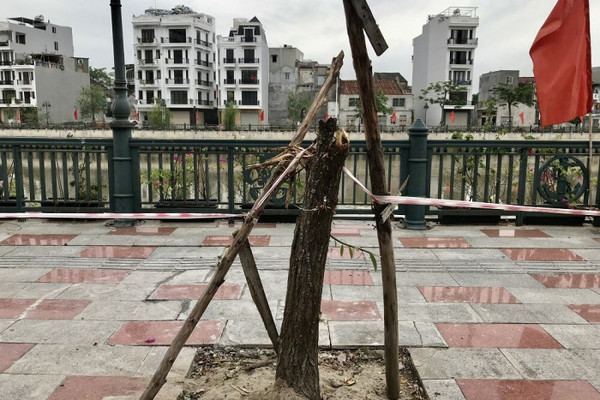 Mối xông khiến hàng loạt cây xanh chết khô trên phố Hải Phòng