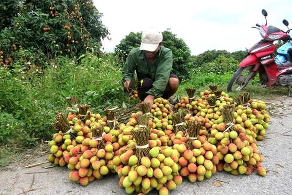 Tháo gỡ khó khăn do Covid-19: Đồng bộ nhiều giải pháp để tránh đứt gãy chuỗi cung ứng nông sản