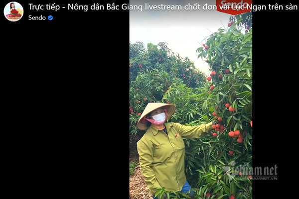 Nông dân Bắc Giang bán 8 tấn vải nhờ livestream Facebook