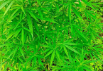 French national plants cannabis on Hanoi’s Red River alluvial ground