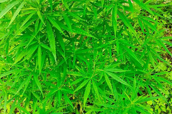 French national plants cannabis on Hanoi’s Red River alluvial ground