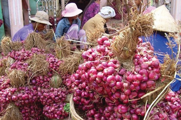 20.000 tấn hành tím Sóc Trăng cần ‘giải cứu’