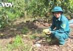 Hàng trăm tấn xoài ở Đắk Nông phải đổ bỏ, xả làm phân bón vì 'bí' đầu ra