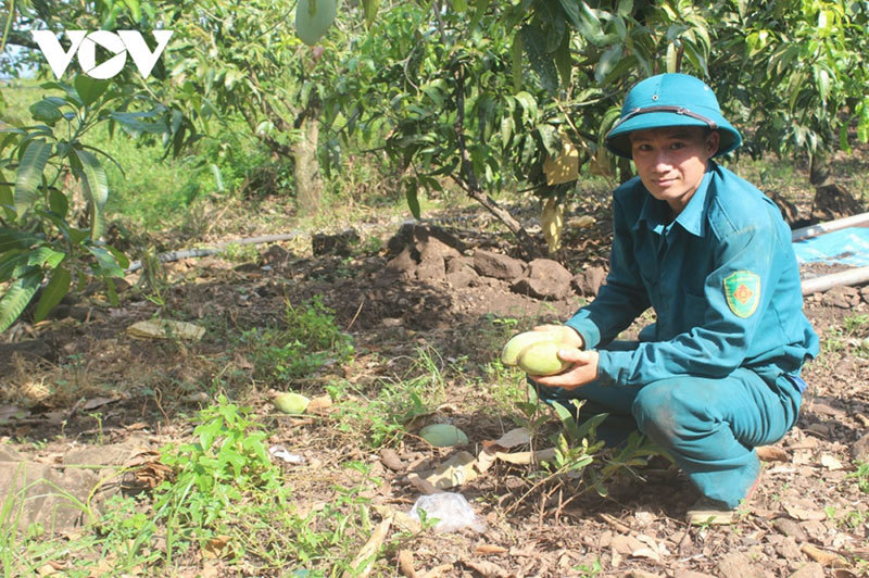 Hàng trăm tấn xoài ở Đắk Nông phải đổ bỏ, xả làm phân bón vì 'bí' đầu ra