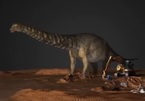 Phát hiện loài khủng long to nhất thế giới chưa từng được biết đến