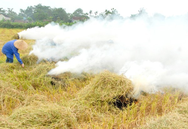 Lo dân đốt rơm rạ gây ô nhiễm không khí, Bộ TN&MT ra văn bản chỉ đạo