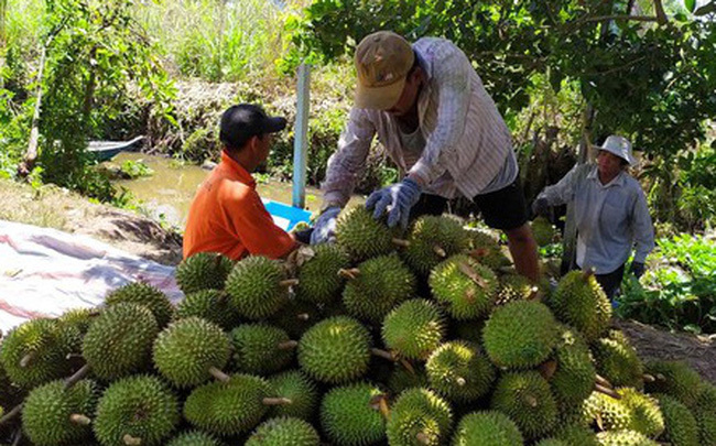 Giữa mùa khó, sầu riêng trúng giá
