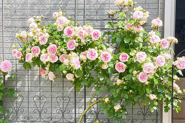 'Anh không thể đầu tư cho vợ thằng khác được, em hiểu chứ?'