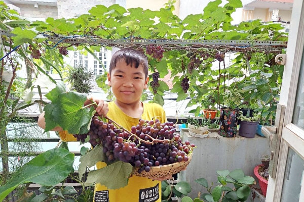 Giàn nho Pháp trĩu quả trên ban công chưa đầy 5m2