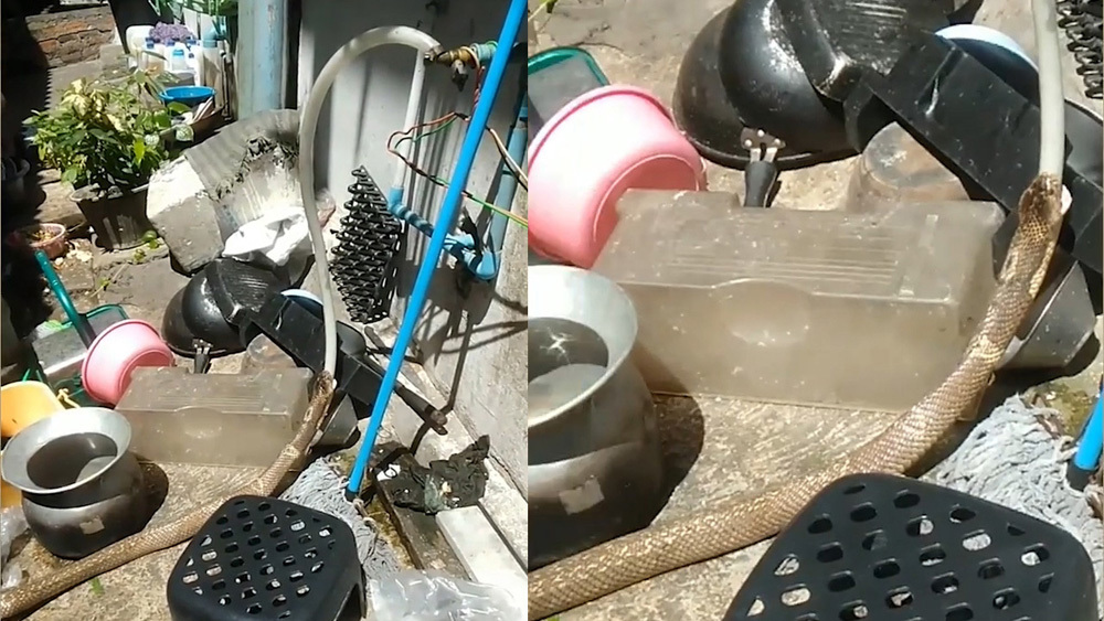 Rắn độc hổ mang chúa đột nhập nhà dân tu nước từ vòi