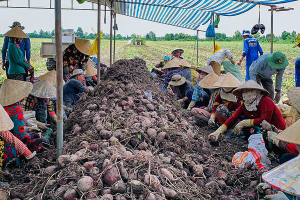 ‘Tắc đường’ sang Trung Quốc, khoai chất đống, mít ế đầy, dân trắng tay