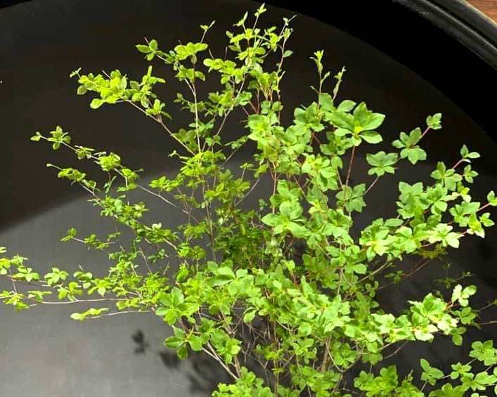 Hà thành mùa lạ, tranh nhau mua cành cây khẳng khiu, toàn lá giá tiền triệu