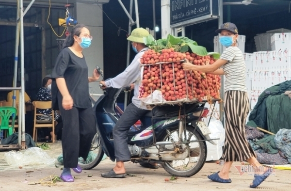 Vượt tâm dịch, Bắc Giang giữ vững vùng vải ngàn tỷ