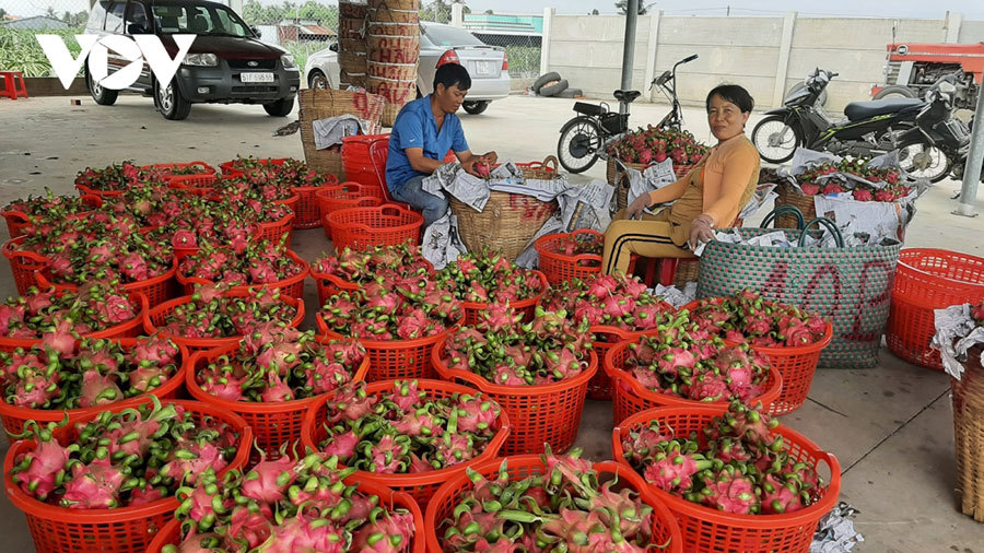 Trái thanh long rớt giá thê thảm