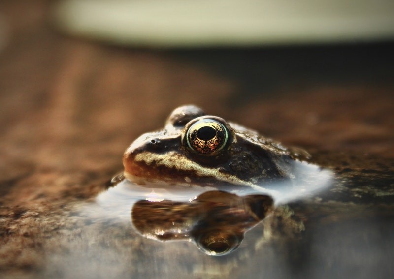 Nuốt 5 con ếch sống để chữa bệnh, người đàn ông suýt chết