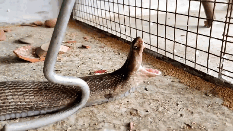 Rắn hổ mang lẻn vào chuồng nuốt chim quý