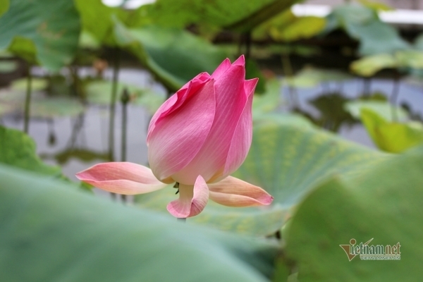 52 tuổi, qua một cuộc hôn nhân vẫn đau đầu đứng giữa những cuộc tình