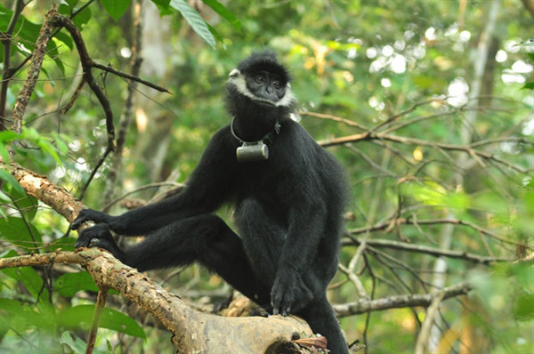 Protected zone established for endangered primates in Quang Binh