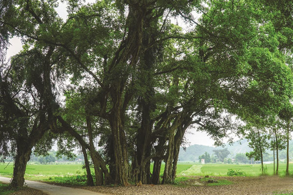 Securing humanity's future, one tree at a time