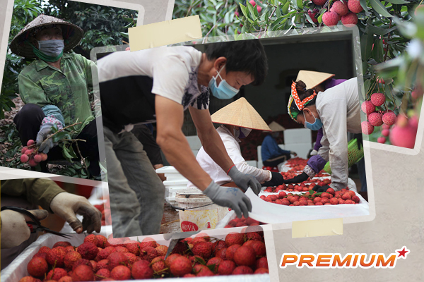 Cây vải giá 6,3 triệu một cân và chuyện chuyển đổi số nông nghiệp