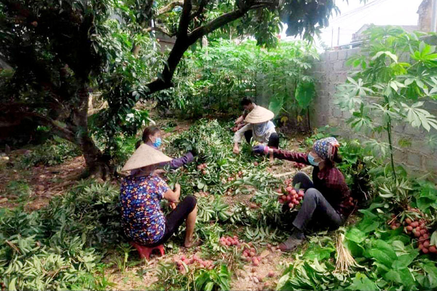 Thương vải quê rớt giá, chị em rao bán cả tấn trên chợ mạng