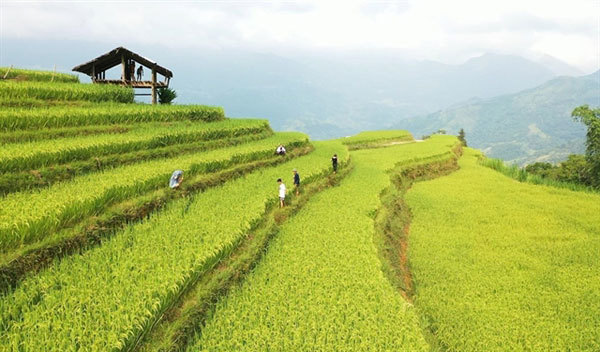Ha Giang Culture and Tourism Week to honour Hoang Su Phi terraced fields