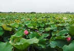 Hanoi farmer raises record 1 million lotus flowers
