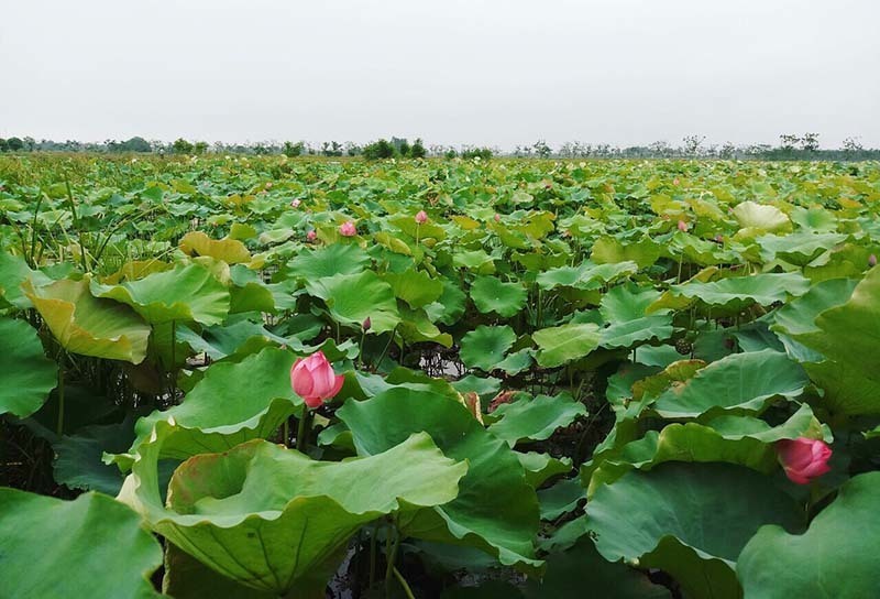 Hanoi farmer raises record 1 million lotus flowers