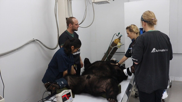 Performing bears handed over to sanctuary: a big step forward