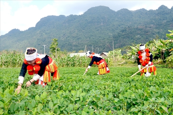 Triển khai Nghị quyết Đại hội XIII của Đảng: Đẩy mạnh hỗ trợ sinh kế, bảo đảm đời sống cho vùng đồng bào dân tộc thiểu số và miền núi