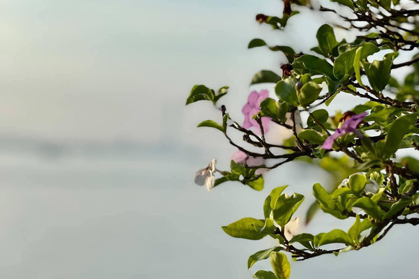 Muốn ly hôn, đọc tin nhắn anh gửi nhầm mà tôi bật khóc hối hận