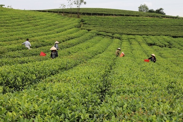 Anh Sơn: Xây dựng nền tảng văn hóa, con người thời kỳ công nghiệp hóa, hiện đại hóa và hội nhập quốc tế