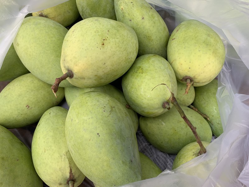 Xoài cát Hòa Lộc rớt giá thê thảm