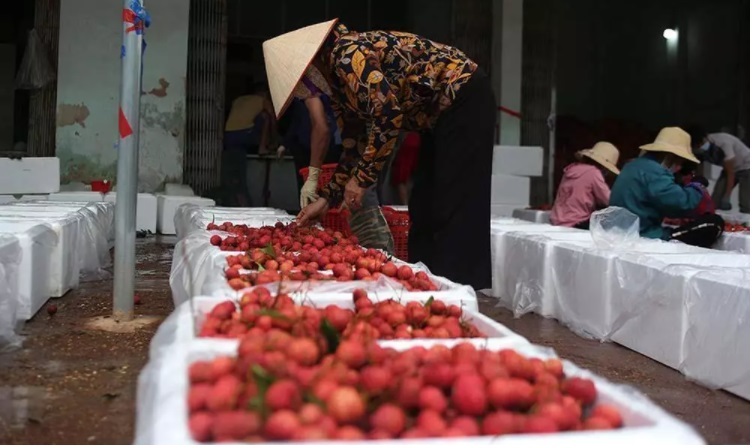 Lychee 'campaign' results in big sales, Son La mango harvest also a success