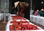 Lychee 'campaign' results in big sales, Son La mango harvest also a success