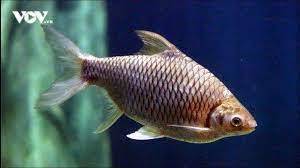 Loài cá đặc sản tưởng chừng tuyệt chủng bất ngờ 'lên ngôi', giá tiền triệu