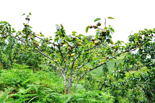 Ripe pear season in Si Ma Cai