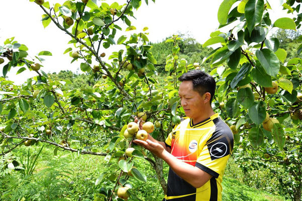 Ripe pear season in Si Ma Cai