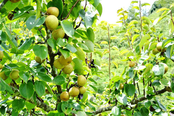 Ripe pear season in Si Ma Cai