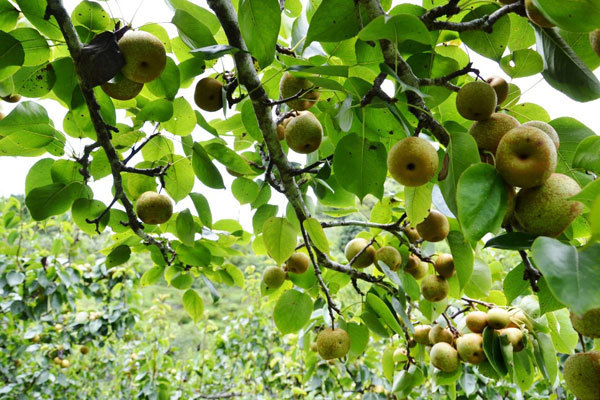 Ripe pear season in Si Ma Cai