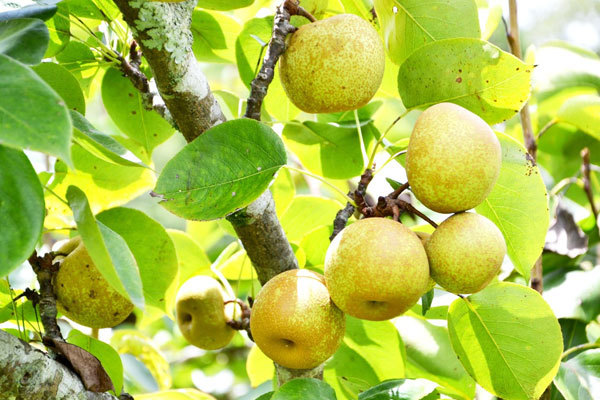 Ripe pear season in Si Ma Cai