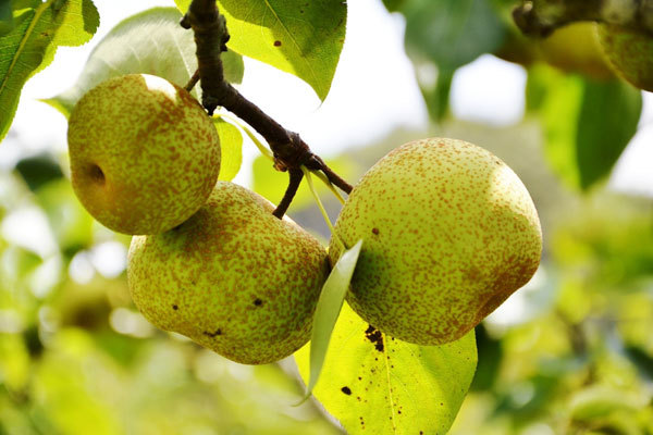 Ripe pear season in Si Ma Cai