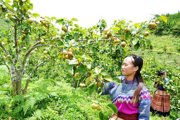 Ripe pear season in Si Ma Cai