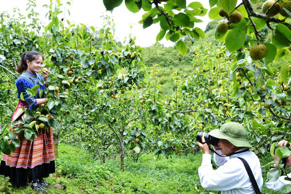 Ripe pear season in Si Ma Cai