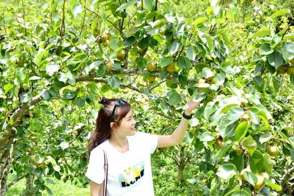 Ripe pear season in Si Ma Cai