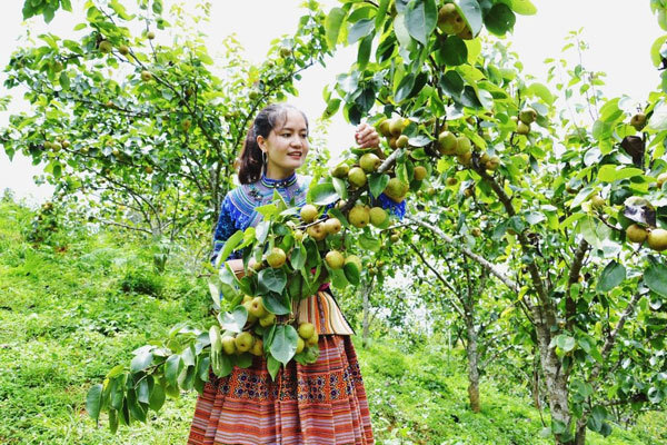 Ripe pear season in Si Ma Cai