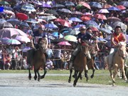 Efforts made to preserve Bac Ha horse racing festival