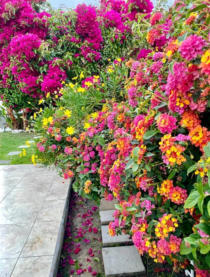 Người phụ nữ Việt gom hàng trăm loài hoa vào nhà vườn 600m2 trên đất Mỹ
