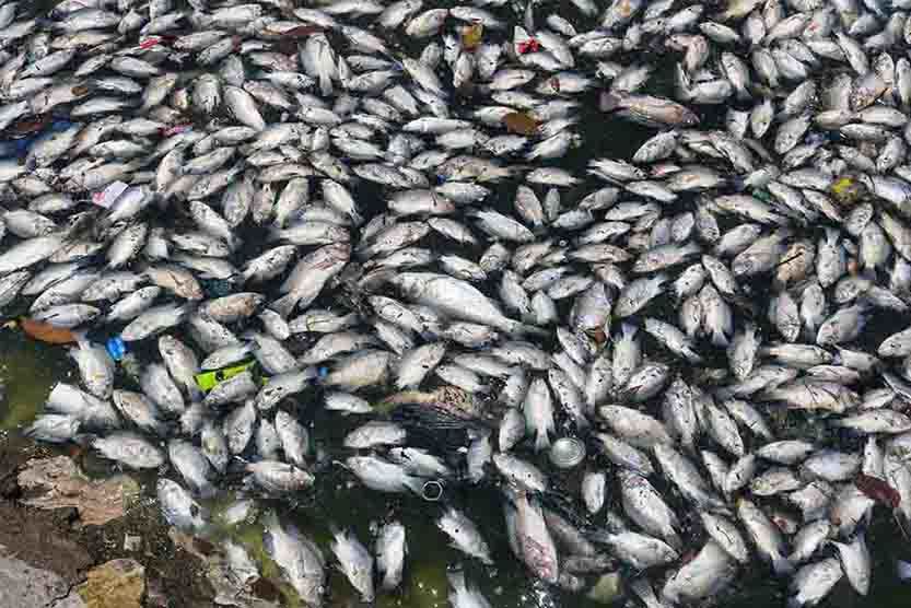 Cá chết nổi trắng hồ Yên Sở ở Hà Nội