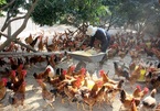 A/H5N8 bird flu outbreak hits Vietnam for first time